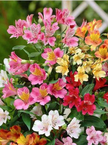 Lis des Incas 'Ligtu hybrids'