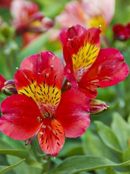 Lis des Incas 'Mars'