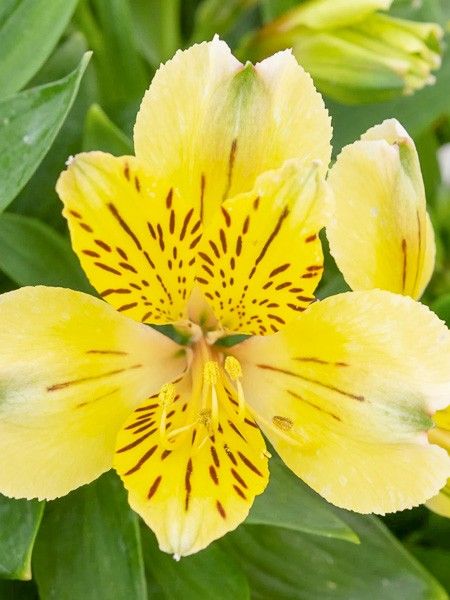 Lis des Incas 'New Yellow'