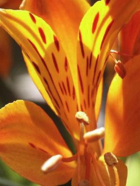 Lis des Incas 'Orange King'