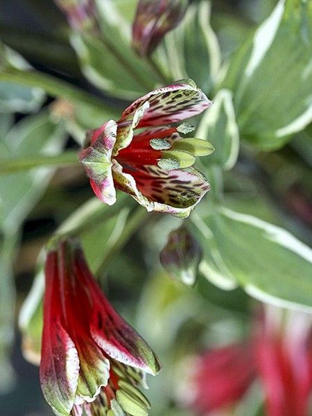 Lis des Incas panaché