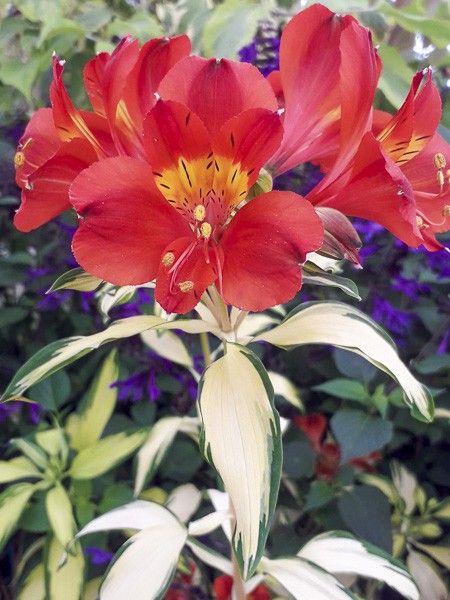 Lis des Incas 'Rock'n roll'