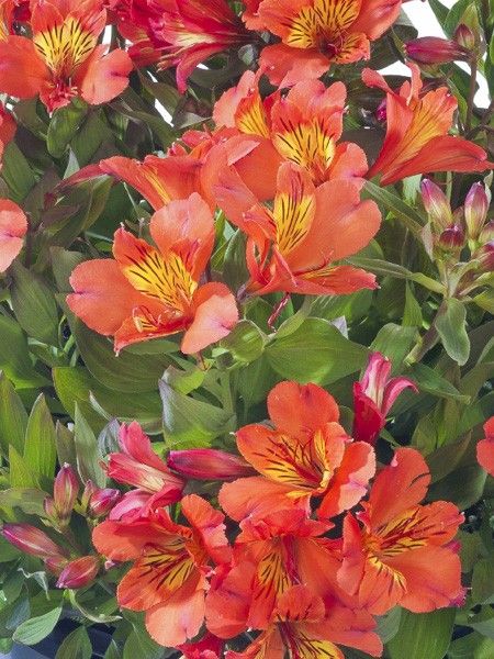 Lis des Incas 'Summer Holiday'