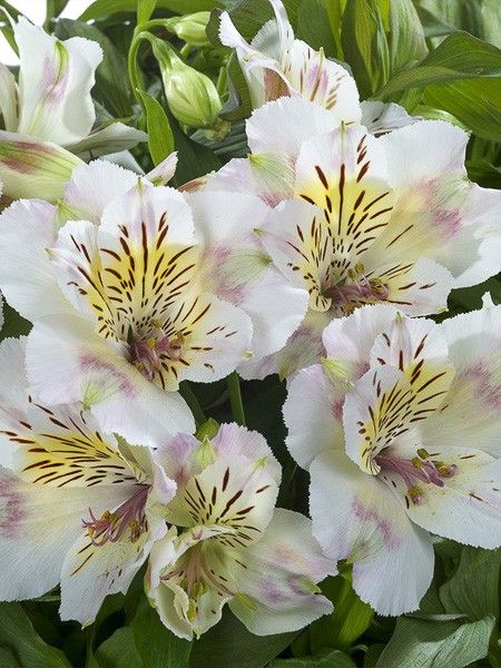 Lis des Incas 'Summer Time'