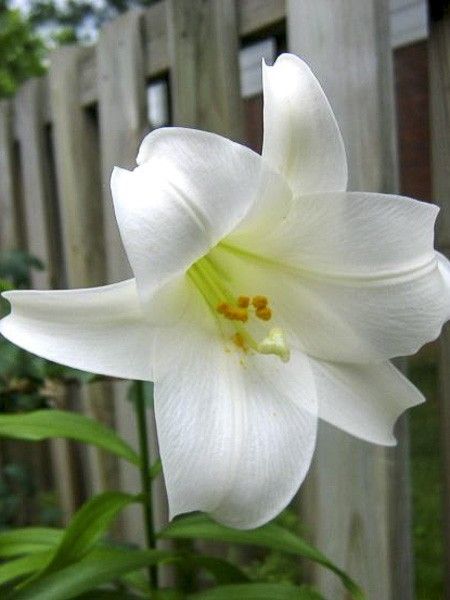 Lis longiflorum 'Snow Queen'