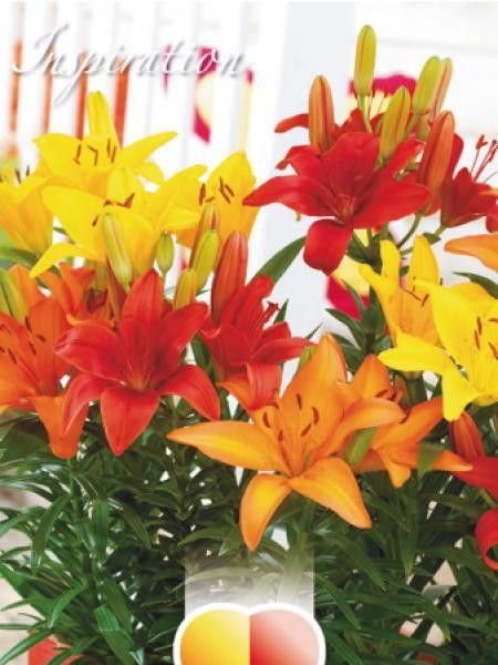 Lis nain 'Mélange Rouge, jaune et orange'