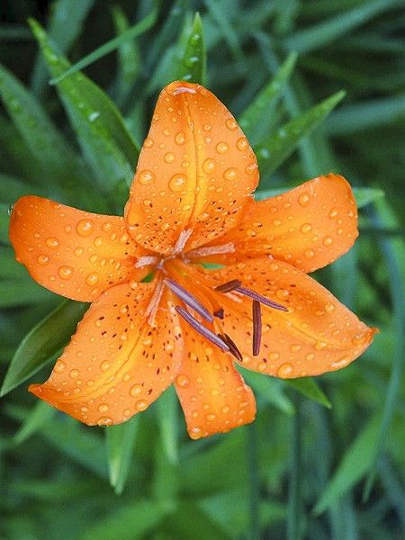Lis nain 'Orange Pixie'