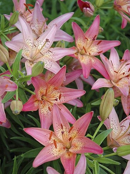 Lis nain 'Pink Pixie'