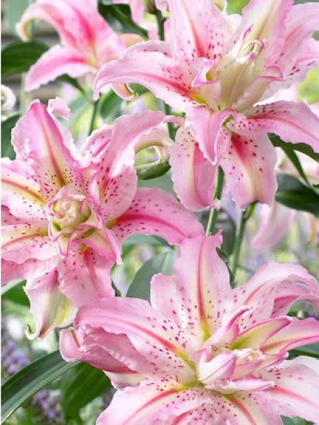 Lis oriental 'Broken Heart'