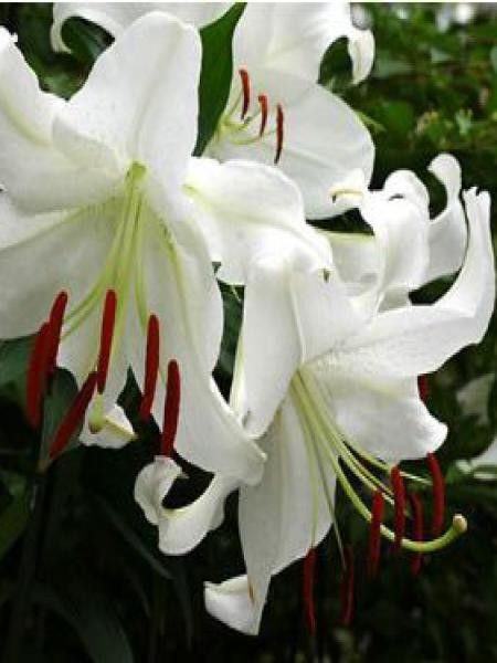 Lis oriental 'Casablanca'