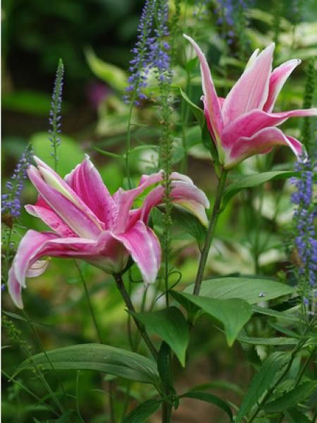 Lis oriental 'Distant Drum'