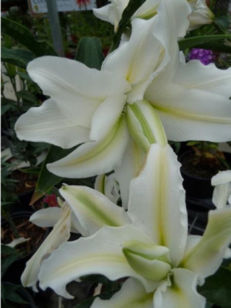 Lis oriental ''Double Serene Angel''