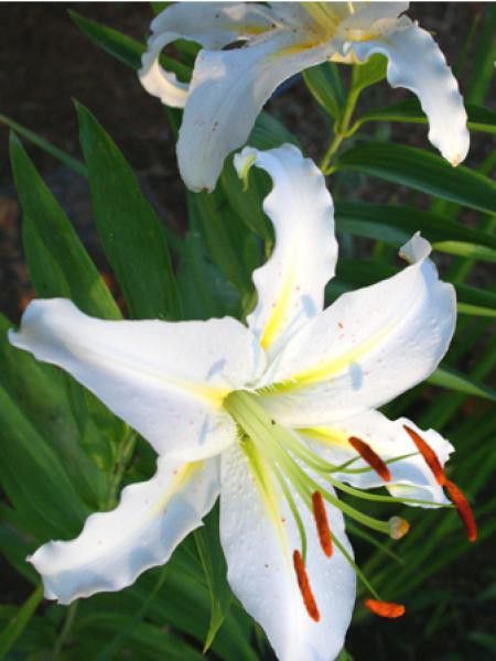 Lis oriental 'Legend'