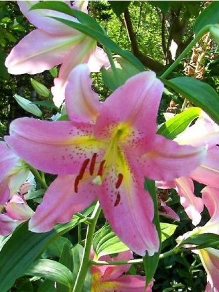 Lis oriental 'Lombardia'