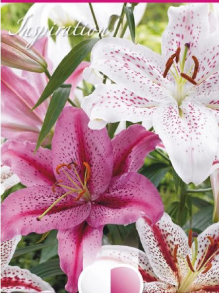 Lis oriental 'Mélange tigré blanc et rose'