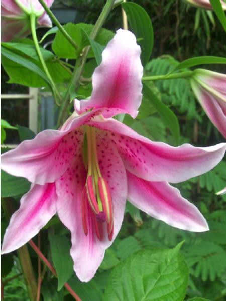 Lis oriental 'Merostar'