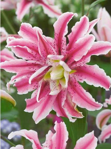 Lis oriental 'Sweet Rosy'