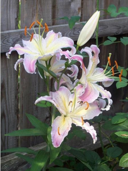 Lis oriental 'Tompouce'