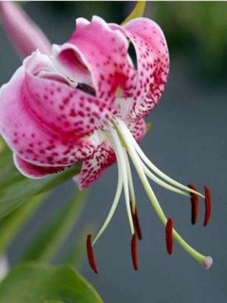 Lis 'Speciosum Rubrum'