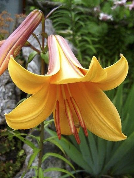 Lis trompette 'African Queen'