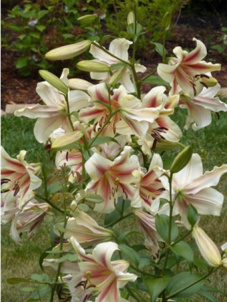 Lis trompette 'Lavon'