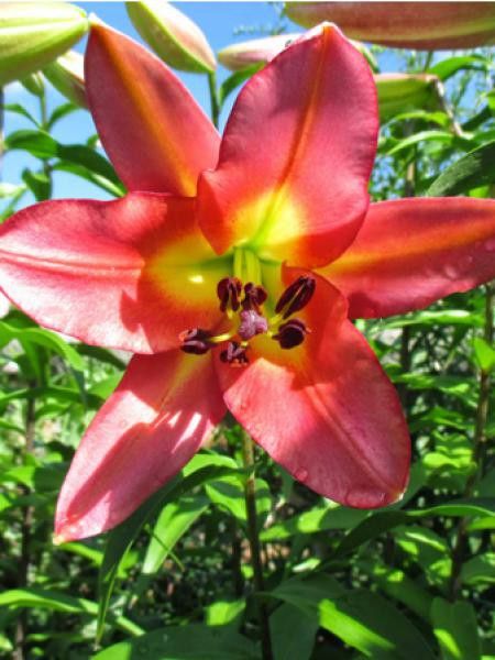 Lis trompette 'Satisfaction'