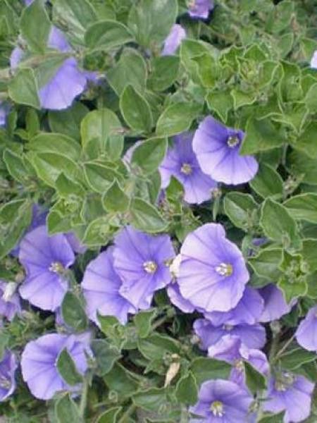 Liseron de Mauritanie