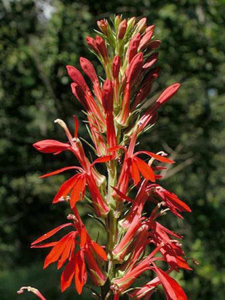 Lobélie cardinale