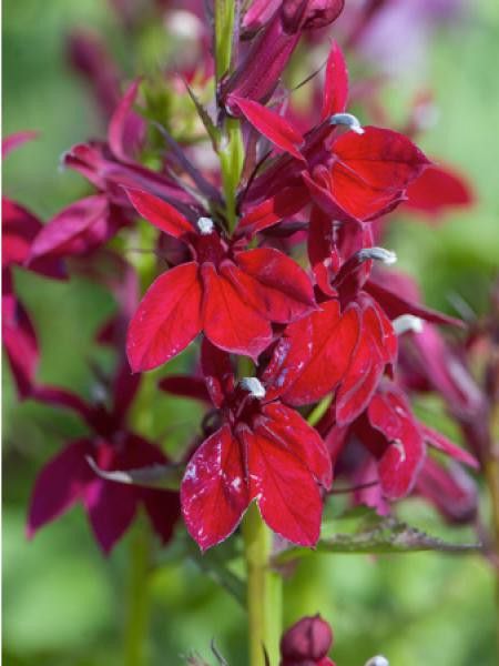 Lobélie 'Fan Burgondy'