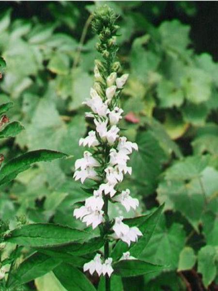 Lobélie siphilitique 'Alba'