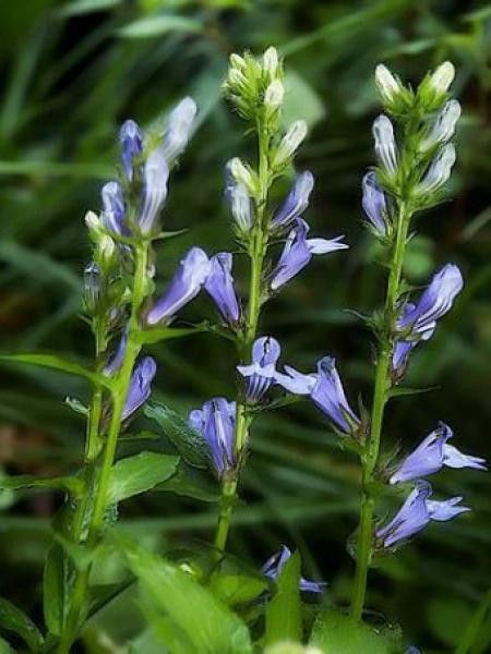 Lobélie siphilitique 'Blue'