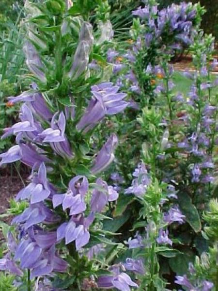 Lobélie siphilitique