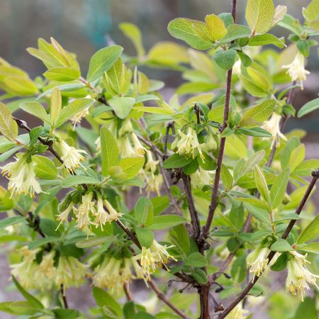 Chvrefeuille 'Blue Velvet' - Lonicera kamschatica - Le Jardin du Pic Vert