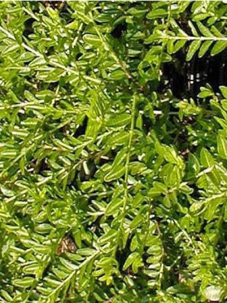 Lonicera pileata 'Mossgreen' - Lonicera pileata - Le Jardin du Pic Vert