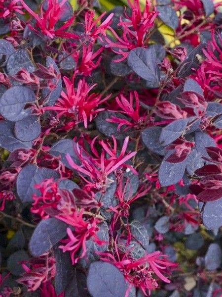 Loropetalum 'Black Pearl'
