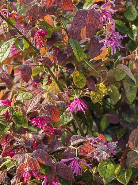 Loropetalum 'Blush'