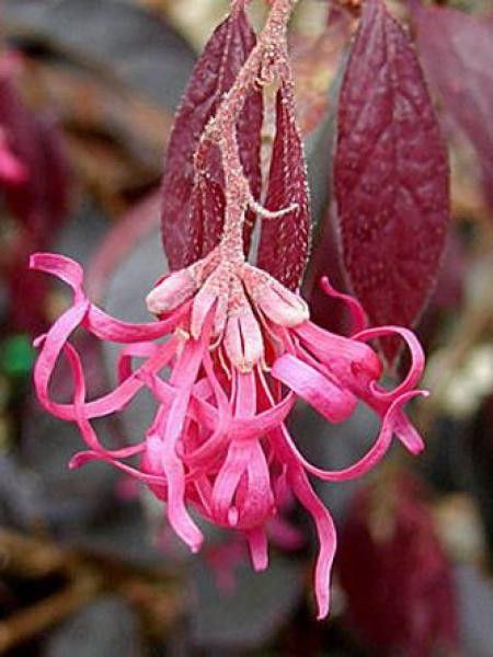 Loropetalum chinense 'Fire Dance'