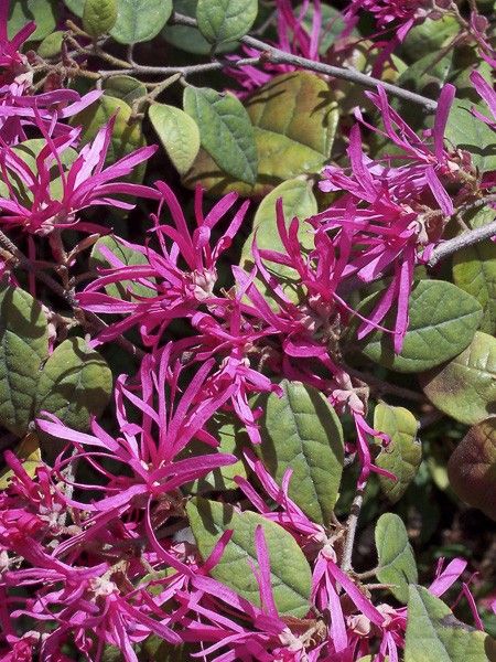 Loropetalum 'Ming Dynasty'
