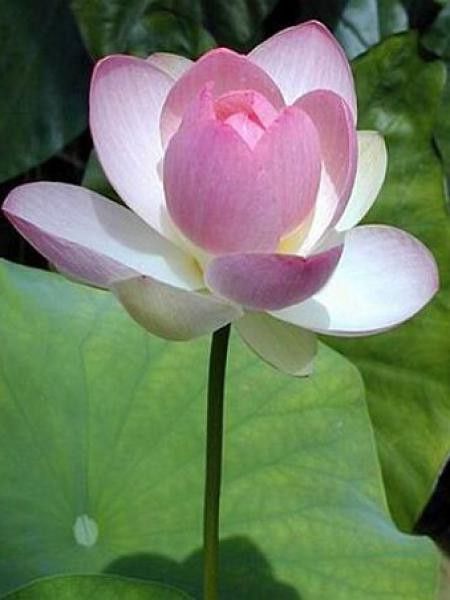Lotus des Indes, Lotus sacré '-rose-"
