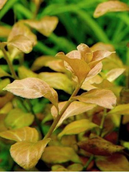 Ludwigia ovalis 