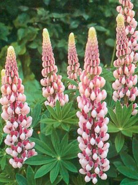 Lupin 'La Chatelaine'
