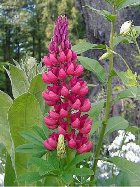 Lupin 'Mon Château'