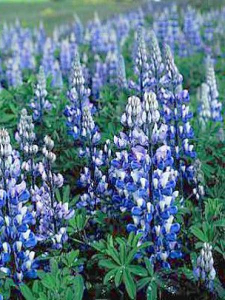 Lupin 'The Governor'