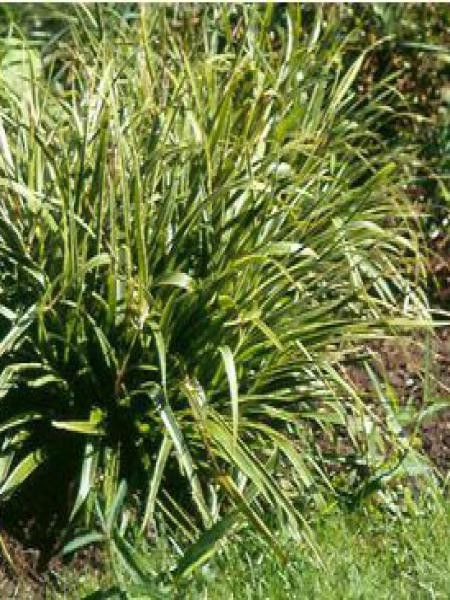 Luzule des bois 'Aureomarginata'