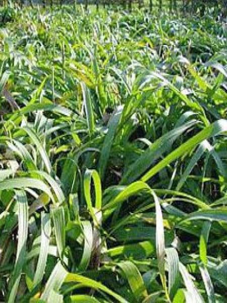 Luzule des bois 'Bromel'