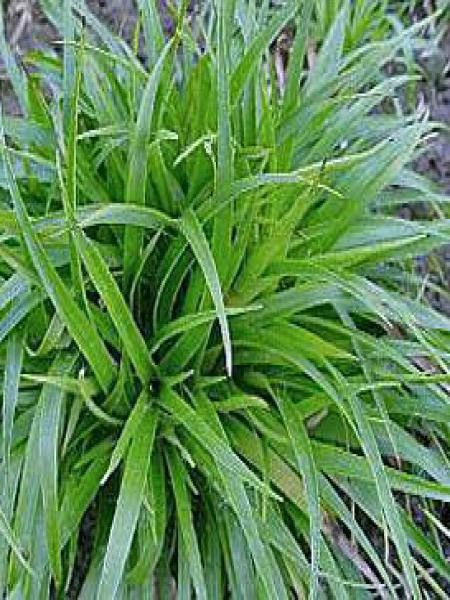 Luzule des bois 'Onderbos'