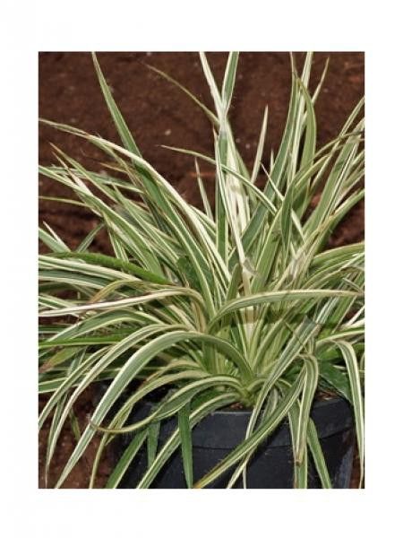 Luzule des bois 'Surprise'