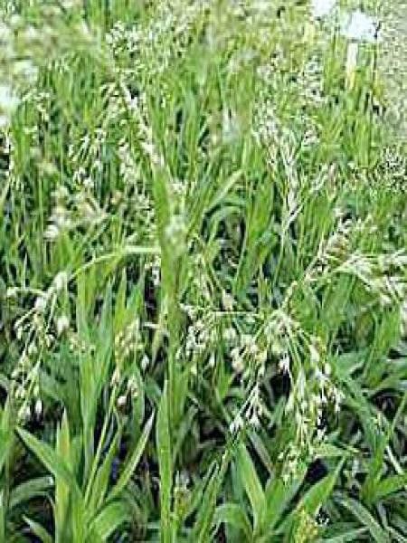 Luzule des bois 'Tauernpass'