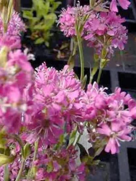 Lychnis des Alpes 'Rosea'