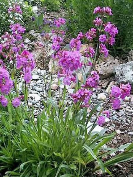 Lychnis des Alpes